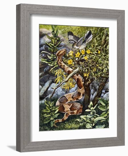 Copperhead (Agkistrodon Contortrix), Viperidae-null-Framed Giclee Print