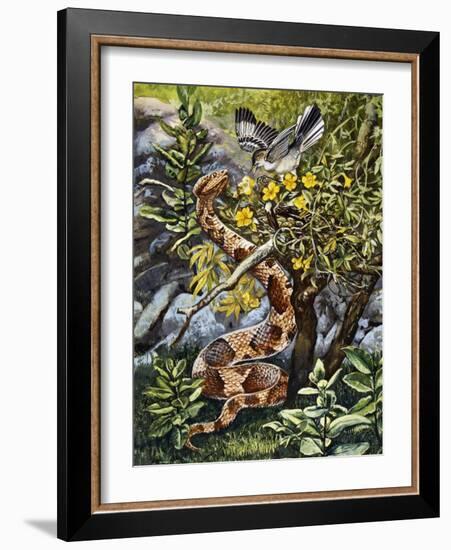 Copperhead (Agkistrodon Contortrix), Viperidae-null-Framed Giclee Print