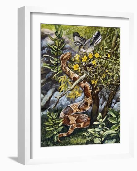 Copperhead (Agkistrodon Contortrix), Viperidae-null-Framed Giclee Print