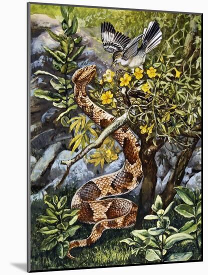 Copperhead (Agkistrodon Contortrix), Viperidae-null-Mounted Giclee Print