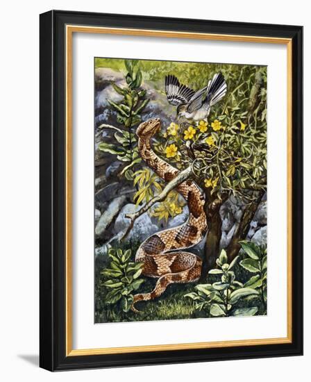 Copperhead (Agkistrodon Contortrix), Viperidae-null-Framed Giclee Print