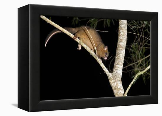Coppery Brushtail Possum (Trichosurus Vulpecula Johnstonii)-Louise Murray-Framed Premier Image Canvas