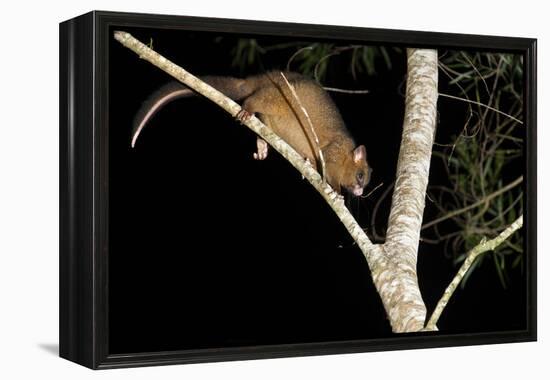 Coppery Brushtail Possum (Trichosurus Vulpecula Johnstonii)-Louise Murray-Framed Premier Image Canvas