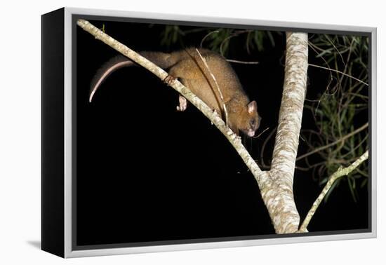 Coppery Brushtail Possum (Trichosurus Vulpecula Johnstonii)-Louise Murray-Framed Premier Image Canvas