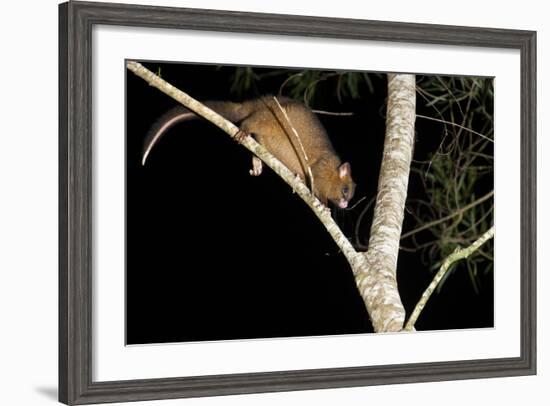 Coppery Brushtail Possum (Trichosurus Vulpecula Johnstonii)-Louise Murray-Framed Photographic Print