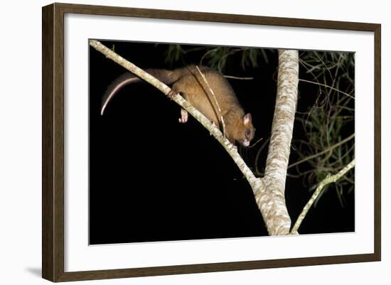 Coppery Brushtail Possum (Trichosurus Vulpecula Johnstonii)-Louise Murray-Framed Photographic Print