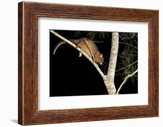 Coppery Brushtail Possum (Trichosurus Vulpecula Johnstonii)-Louise Murray-Framed Photographic Print