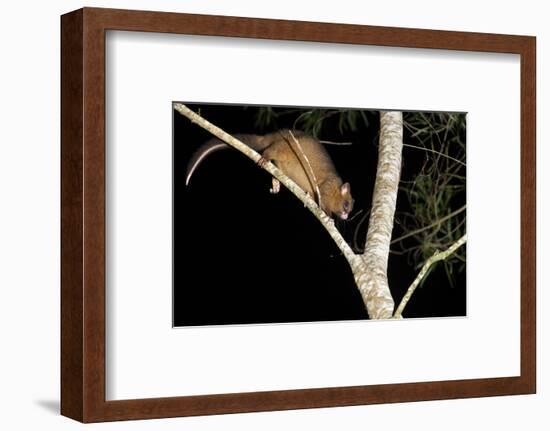 Coppery Brushtail Possum (Trichosurus Vulpecula Johnstonii)-Louise Murray-Framed Photographic Print