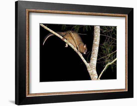 Coppery Brushtail Possum (Trichosurus Vulpecula Johnstonii)-Louise Murray-Framed Photographic Print