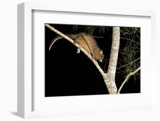 Coppery Brushtail Possum (Trichosurus Vulpecula Johnstonii)-Louise Murray-Framed Photographic Print