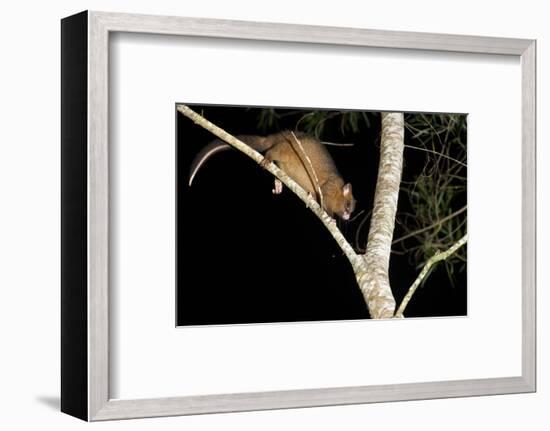 Coppery Brushtail Possum (Trichosurus Vulpecula Johnstonii)-Louise Murray-Framed Photographic Print
