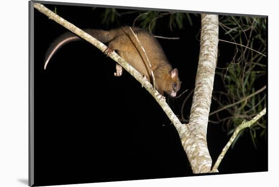 Coppery Brushtail Possum (Trichosurus Vulpecula Johnstonii)-Louise Murray-Mounted Photographic Print