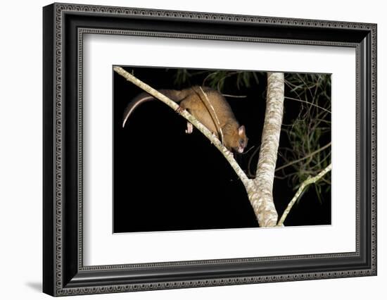 Coppery Brushtail Possum (Trichosurus Vulpecula Johnstonii)-Louise Murray-Framed Photographic Print