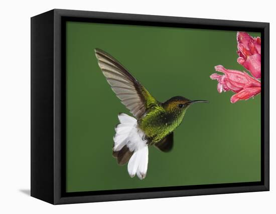 Coppery-Headed Emerald in Flight Feeding on Shrimp Plant, Central Valley, Costa Rica-Rolf Nussbaumer-Framed Premier Image Canvas