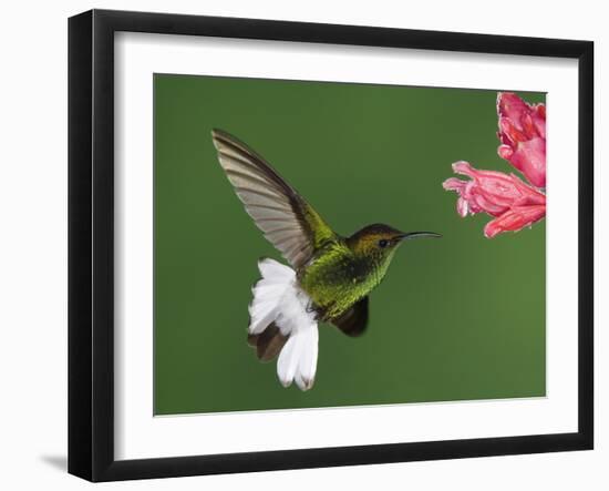 Coppery-Headed Emerald in Flight Feeding on Shrimp Plant, Central Valley, Costa Rica-Rolf Nussbaumer-Framed Photographic Print