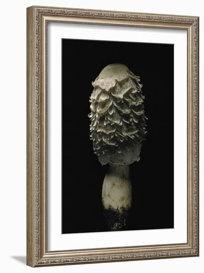 Coprinus Comatus (Shaggy Ink Cap, Lawyer's Wig, Shaggy Mane)-Paul Starosta-Framed Photographic Print