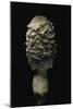 Coprinus Comatus (Shaggy Ink Cap, Lawyer's Wig, Shaggy Mane)-Paul Starosta-Mounted Photographic Print