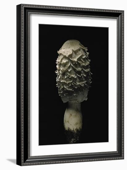Coprinus Comatus (Shaggy Ink Cap, Lawyer's Wig, Shaggy Mane)-Paul Starosta-Framed Photographic Print