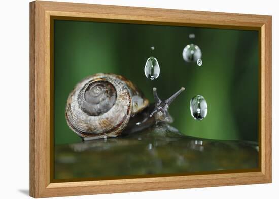 Copse Snail (Arianta Arbustorum) On Oak Tree Branch In Rain-Solvin Zankl-Framed Premier Image Canvas