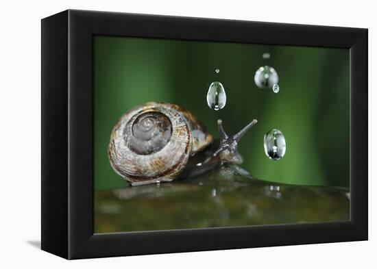 Copse Snail (Arianta Arbustorum) On Oak Tree Branch In Rain-Solvin Zankl-Framed Premier Image Canvas