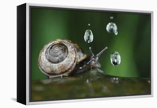 Copse Snail (Arianta Arbustorum) On Oak Tree Branch In Rain-Solvin Zankl-Framed Premier Image Canvas