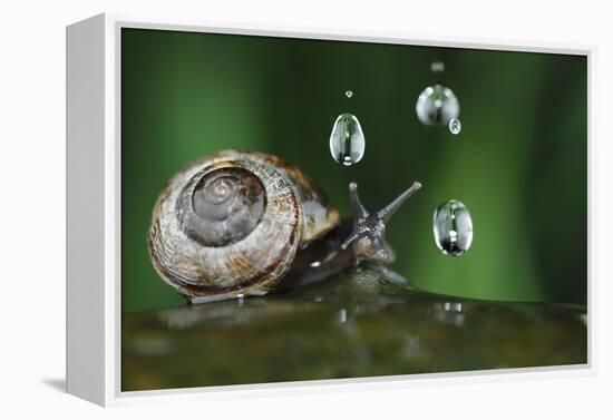 Copse Snail (Arianta Arbustorum) On Oak Tree Branch In Rain-Solvin Zankl-Framed Premier Image Canvas