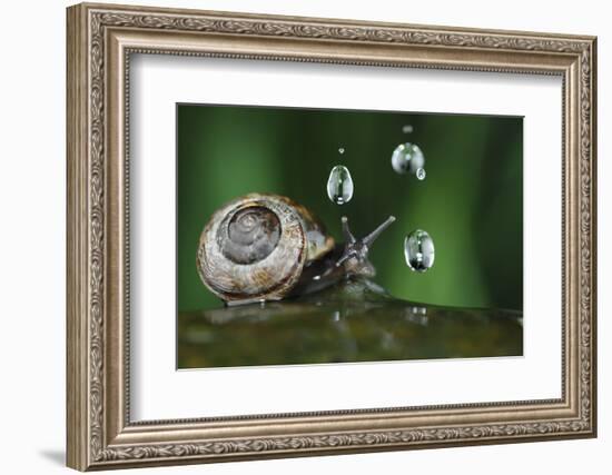 Copse Snail (Arianta Arbustorum) On Oak Tree Branch In Rain-Solvin Zankl-Framed Photographic Print