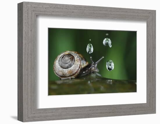 Copse Snail (Arianta Arbustorum) On Oak Tree Branch In Rain-Solvin Zankl-Framed Photographic Print