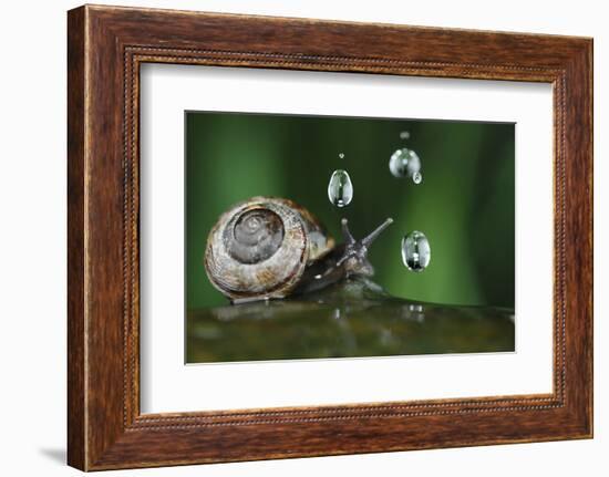 Copse Snail (Arianta Arbustorum) On Oak Tree Branch In Rain-Solvin Zankl-Framed Photographic Print