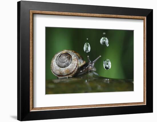 Copse Snail (Arianta Arbustorum) On Oak Tree Branch In Rain-Solvin Zankl-Framed Photographic Print