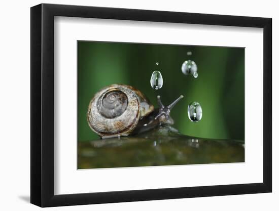 Copse Snail (Arianta Arbustorum) On Oak Tree Branch In Rain-Solvin Zankl-Framed Photographic Print