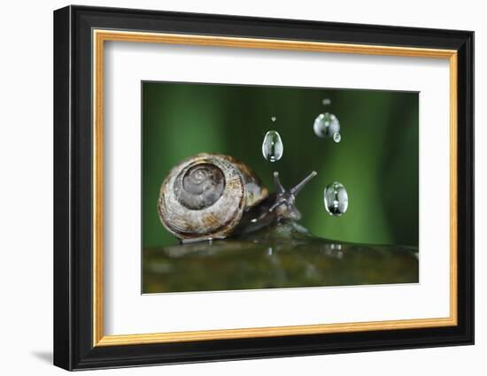 Copse Snail (Arianta Arbustorum) On Oak Tree Branch In Rain-Solvin Zankl-Framed Photographic Print