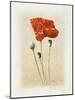 Coquelicot II-Laurence David-Mounted Art Print