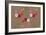 Coquelicot-Anne Cote-Framed Giclee Print