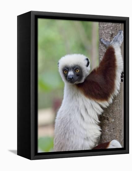 Coquerel's Sifaka, Ampijoroa, Ankarafantsika Reserve, Madagascar-Charles Sleicher-Framed Premier Image Canvas