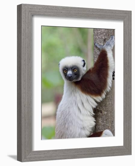 Coquerel's Sifaka, Ampijoroa, Ankarafantsika Reserve, Madagascar-Charles Sleicher-Framed Photographic Print