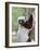 Coquerel's Sifaka, Ampijoroa, Ankarafantsika Reserve, Madagascar-Charles Sleicher-Framed Photographic Print