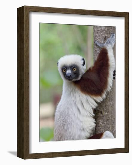 Coquerel's Sifaka, Ampijoroa, Ankarafantsika Reserve, Madagascar-Charles Sleicher-Framed Photographic Print