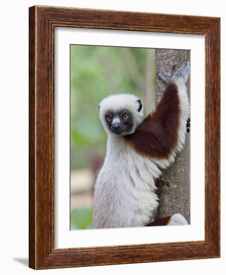 Coquerel's Sifaka, Ampijoroa, Ankarafantsika Reserve, Madagascar-Charles Sleicher-Framed Photographic Print