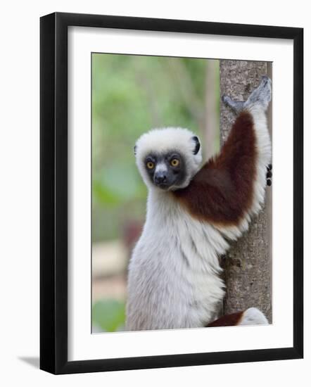 Coquerel's Sifaka, Ampijoroa, Ankarafantsika Reserve, Madagascar-Charles Sleicher-Framed Photographic Print