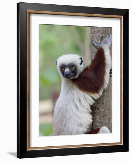 Coquerel's Sifaka, Ampijoroa, Ankarafantsika Reserve, Madagascar-Charles Sleicher-Framed Photographic Print