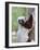 Coquerel's Sifaka, Ampijoroa, Ankarafantsika Reserve, Madagascar-Charles Sleicher-Framed Photographic Print