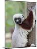 Coquerel's Sifaka, Ampijoroa, Ankarafantsika Reserve, Madagascar-Charles Sleicher-Mounted Photographic Print