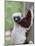 Coquerel's Sifaka, Ampijoroa, Ankarafantsika Reserve, Madagascar-Charles Sleicher-Mounted Photographic Print