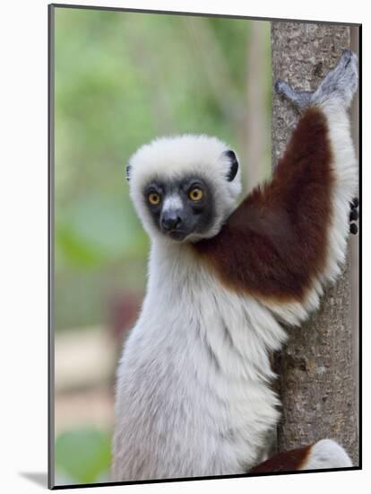 Coquerel's Sifaka, Ampijoroa, Ankarafantsika Reserve, Madagascar-Charles Sleicher-Mounted Photographic Print