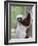 Coquerel's Sifaka, Ampijoroa, Ankarafantsika Reserve, Madagascar-Charles Sleicher-Framed Photographic Print