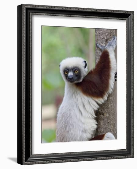 Coquerel's Sifaka, Ampijoroa, Ankarafantsika Reserve, Madagascar-Charles Sleicher-Framed Photographic Print