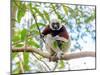 Coquerel's Sifaka, Madagascar Wildlife-Artush-Mounted Photographic Print