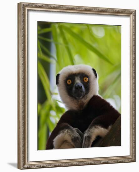 Coquerel's Sifaka, Perinet Reserve, Toamasina, Madagascar-Keren Su-Framed Photographic Print