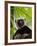 Coquerel's Sifaka, Perinet Reserve, Toamasina, Madagascar-Keren Su-Framed Photographic Print